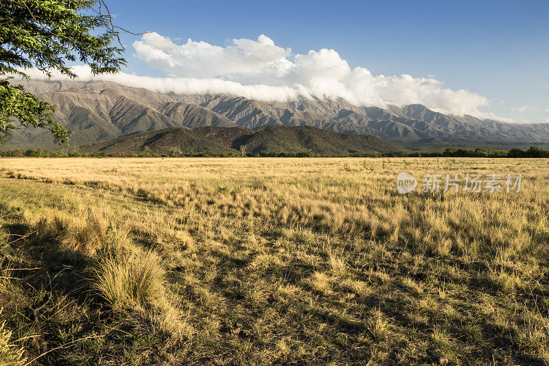 牲畜田，在潮湿的Pampa, Córdoba，阿根廷优良的天然牧场。